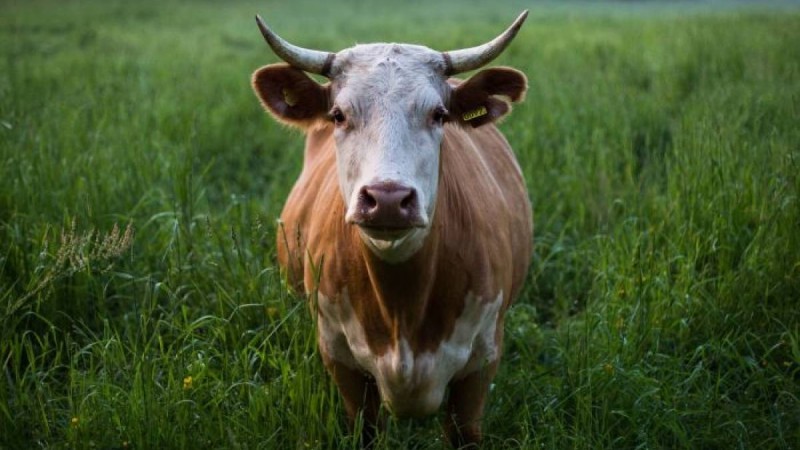 Павлодар облысында жайылым мәселесі дауға айналды