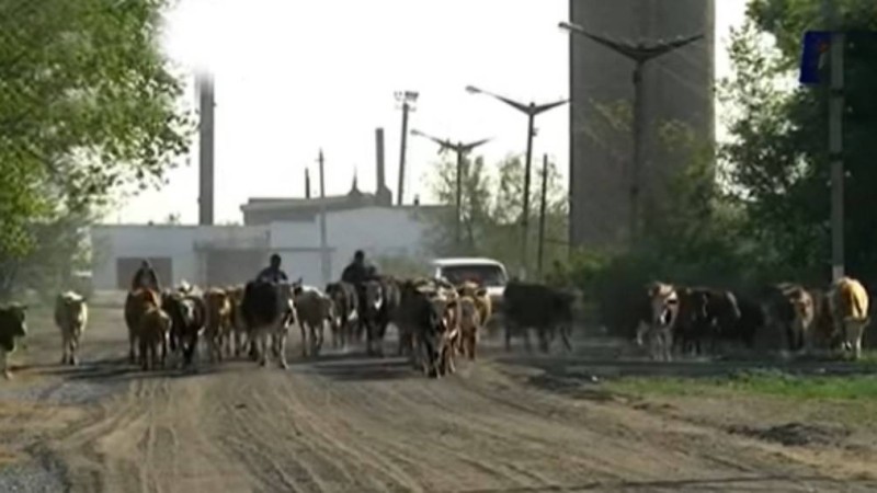 Павлодар облысыда ауыл тұрғындары әкімдікке сиырларды айдап апарып, наразылық акциясын ұйымдастырды - Қазақстан жаңалықтары