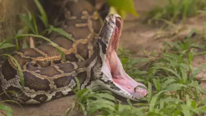 Қолымен жылан ұстаған 85 жастағы әже жұртты тәнті етті (ВИДЕО)