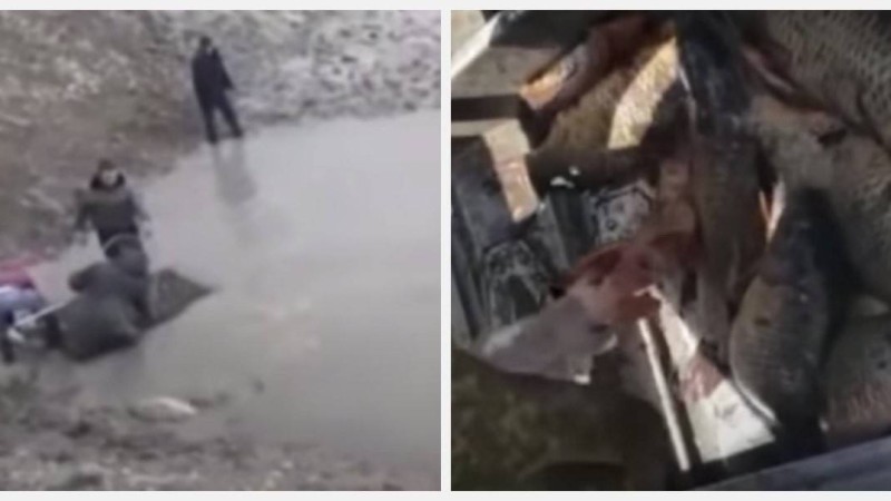 Мамандар Сардобадан ағып келген балықтарды тұтынуға болмайтынын айтып, дабыл қағуда - Қазақстан жаңалықтары