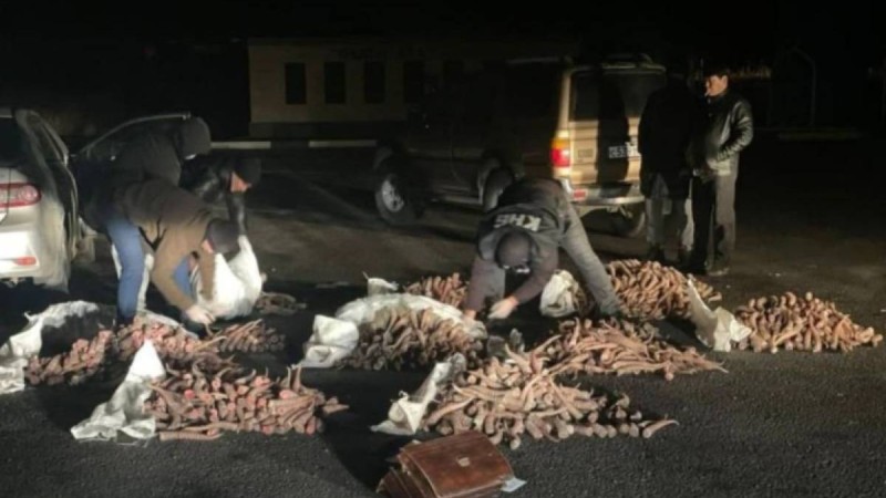 Қызылордада мыңнан аса киікті қырып салған қылмыстық топ ұсталды