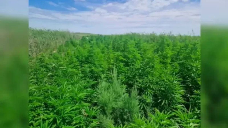 Жетісайдың полициясы әкесі мен ұлының заңсыз «бизнесін» әшкере етті