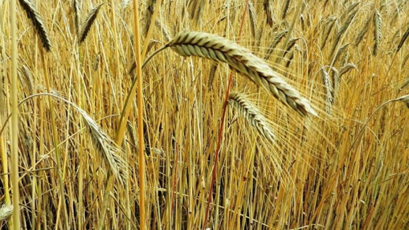 Қазақстан астық пен ұн экспортына қойылған шектеуді алып тастайды 