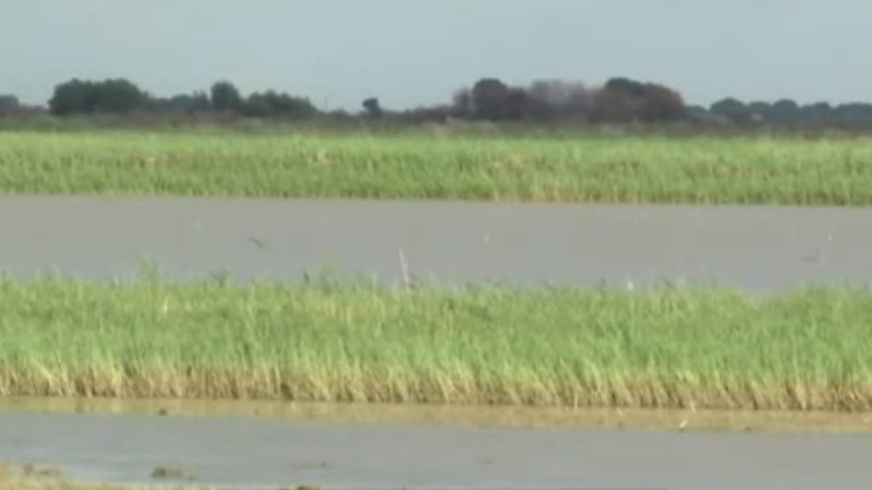 Қызылорда облысында күріш дақылдарына өлім қаупі төнді - Қазақстан жаңалықтары