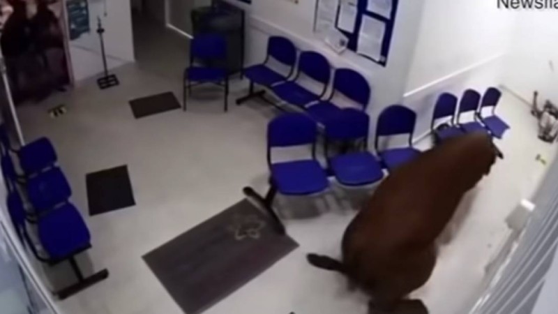 Ауруханалардың біріне сиыр кіріп кетті (видео)