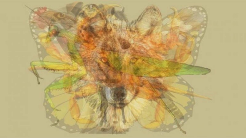 Өзіңіз туралы біліңіз: Суреттен бірінші не көрдіңіз?