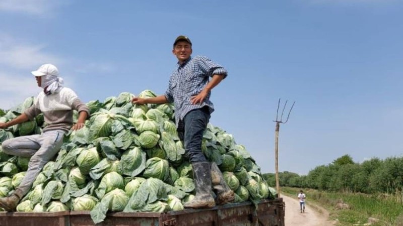 Оңтүстіктің қырыққабаты Беларуссияға экспорттала бастады