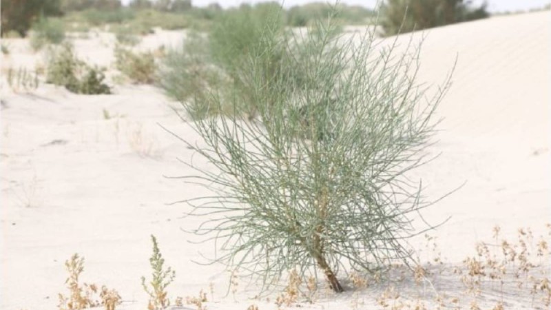 Қазақ пен өзбек Аралды орманға айналдырады