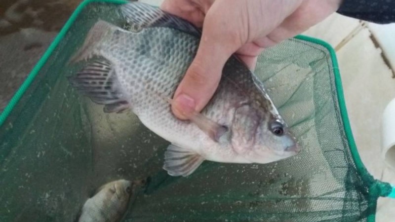 Мақтааралда балық аулауға тыйым салынды