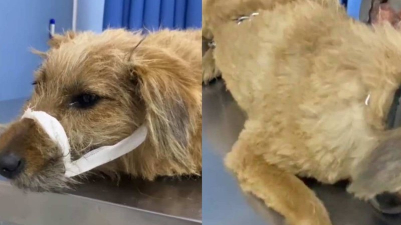 Алматы облысында иесі итін тірідей өртеп жіберген