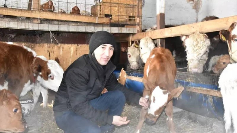 "Тек армандай бермей, жұмыс бастау керек": 4 сиырын 50 сиырға жеткізген кәсіпкер табысқа жетудің құпиясымен бөлісті