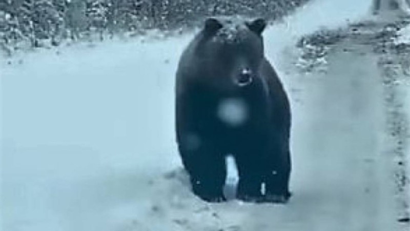 ШҚО-да жолда жүрген аю видеоға түсіп қалды