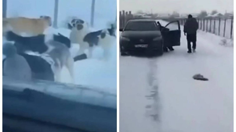 Жамбыл облысында қаңғыған иттер мүмкіндігі шектеулі қыз бен оқушыға шабуылдаған