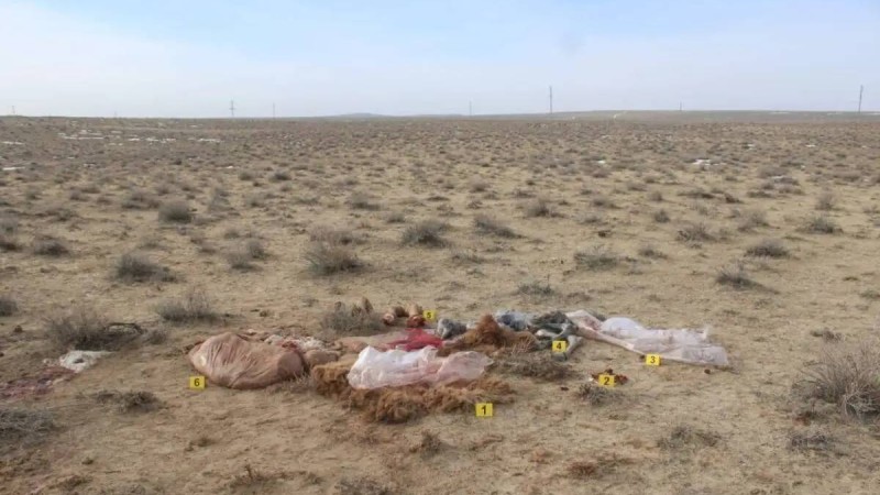 Қызылорда облысында 9 түйені атып, сойып алған қылмыскерлер ұсталды