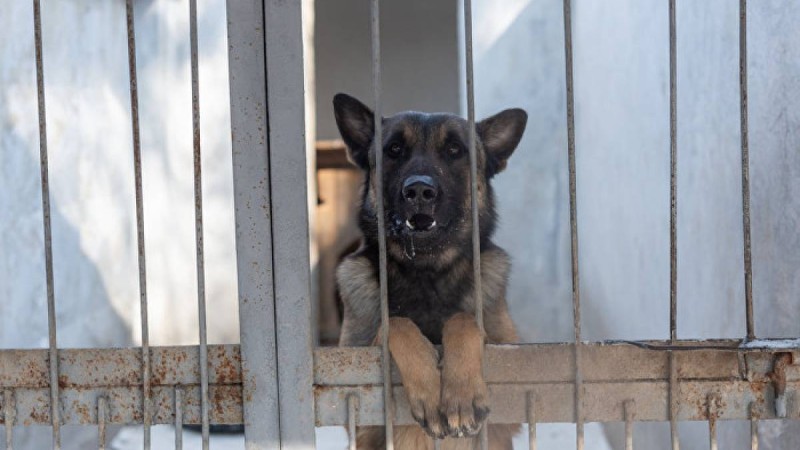 Алматы облысында баланы өз иті талап өлтірді