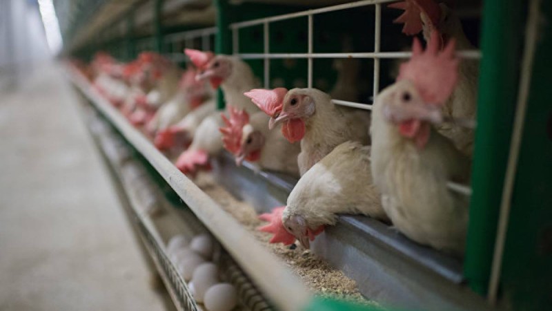 Бұрынғы облыс әкімінің інісі 500 миллион жымқырды деген күдікке ілінді  