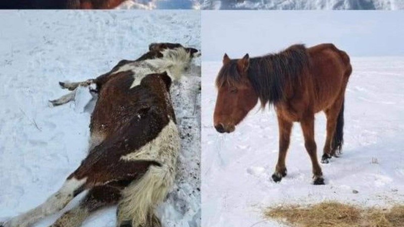 Қымызымен аты шыққан Жаңарарқада жылқы қырылып жатыр