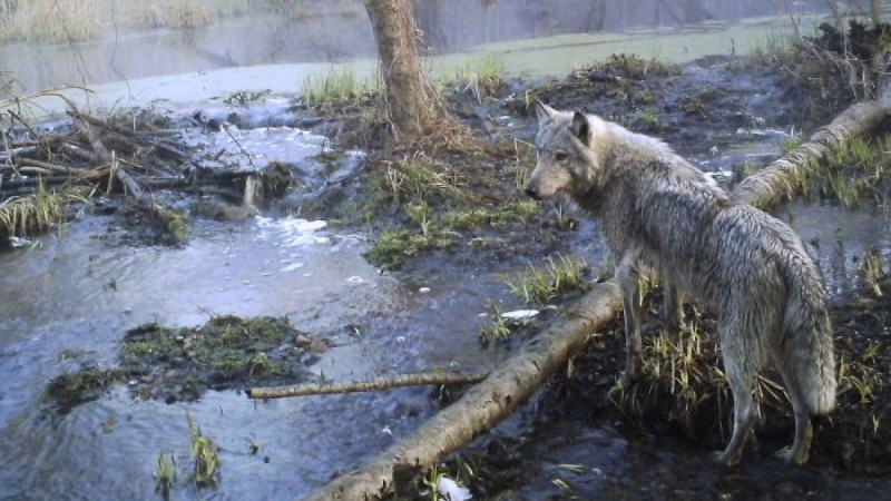 Бір үйір қасқыр екі итті жарып кетті – видео