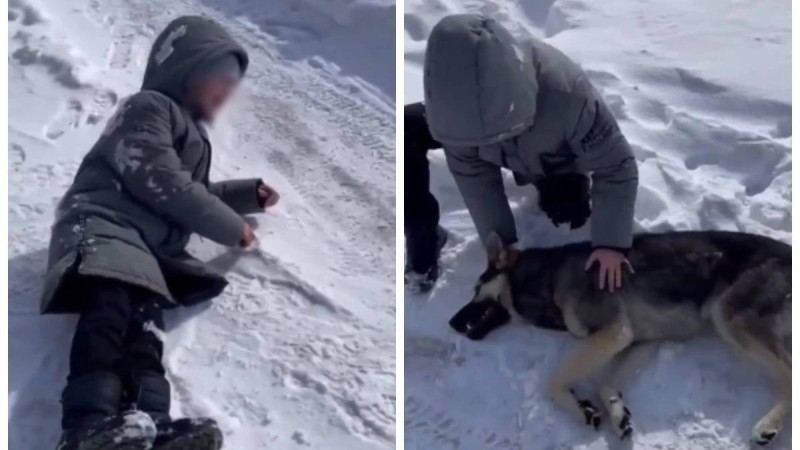 Теміртауда үйсіз иттерді балалардың көзінше атқан: Шок алған баланың анасы арыз жазды