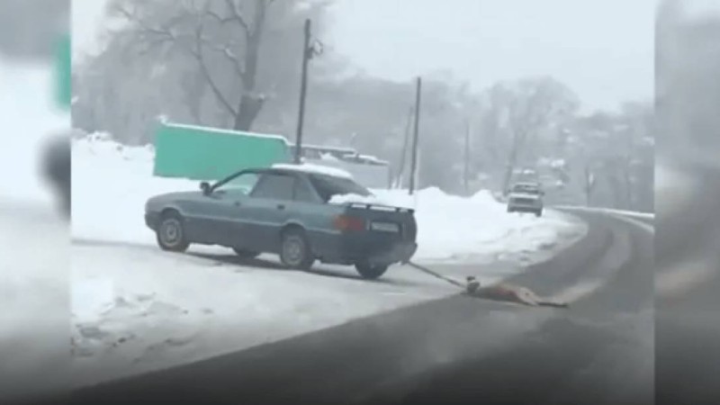 5,8 млн теңге: Елімізде жануарларға қатыгездік көрсеткендерге айыппұл ұлғайтылмақ