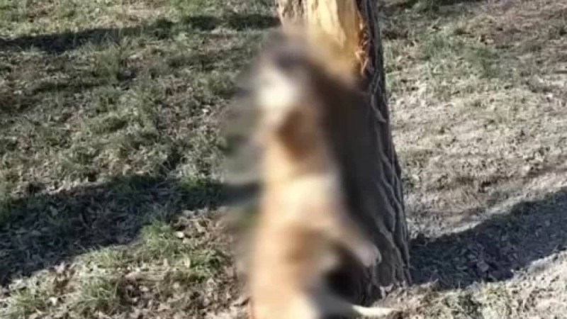 Семейде қаскөйлер итті ағашқа асып, азаппен өлгенін күткен