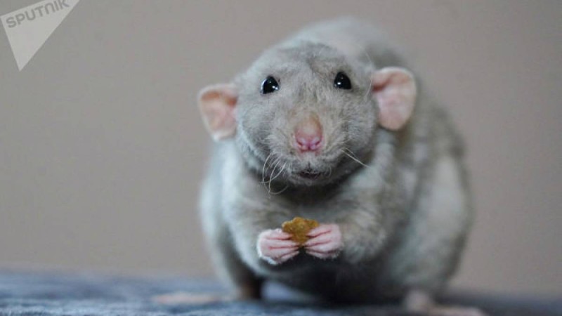 Нұр-Сұлтанның сол жағалауындағы ауданында егеуқұйрық қаптап кетті – видео