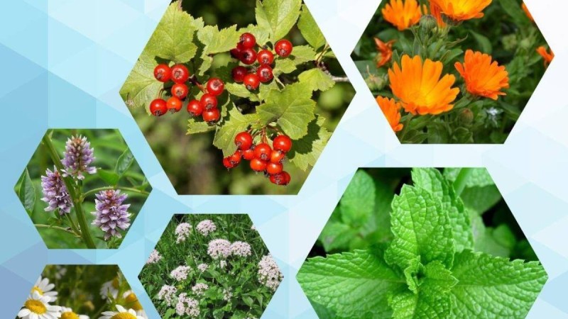 Сарқан ауданында дәрілік шөптерден 149 тонна өнім жиналған