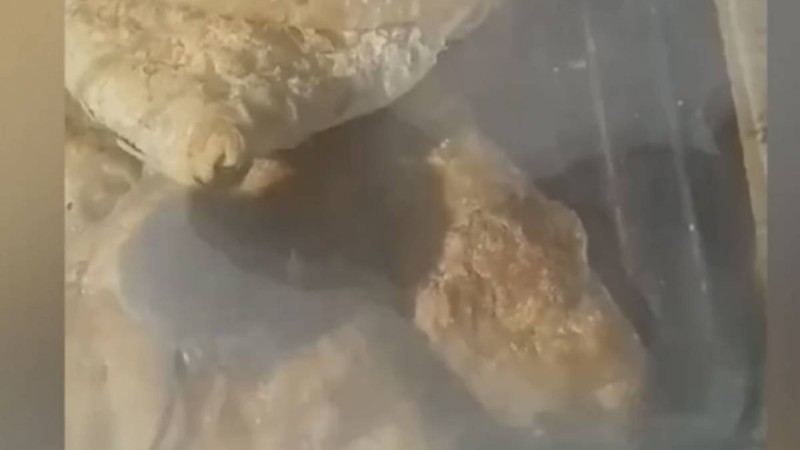 “Самсаның арасында тышқандар өріп жүр”: Семей базарындағы дүңгіршектің видеосы тарады