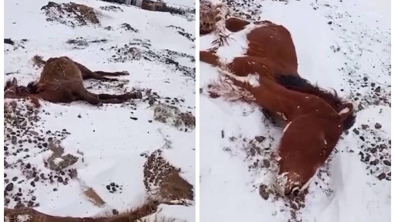 Ақмола облысында жылқылар аштан қырылып жатыр