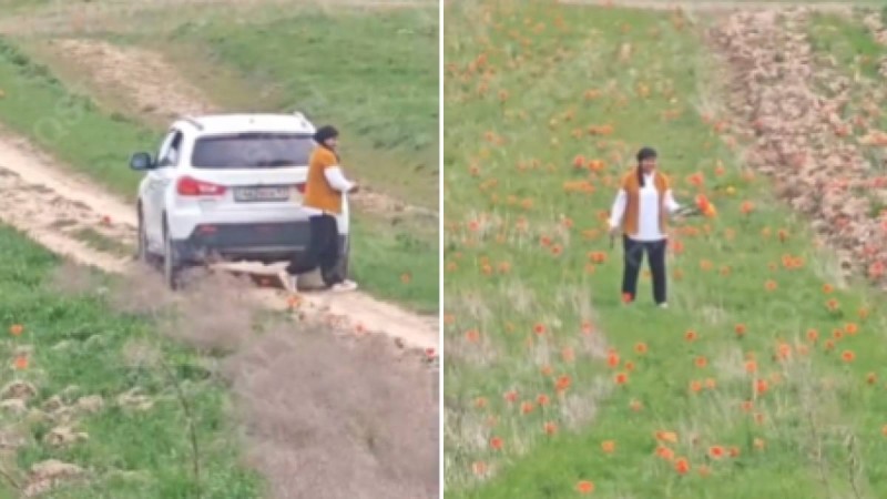 Қызғалдақ терген әйел 12 миллион айыппұл төлемек