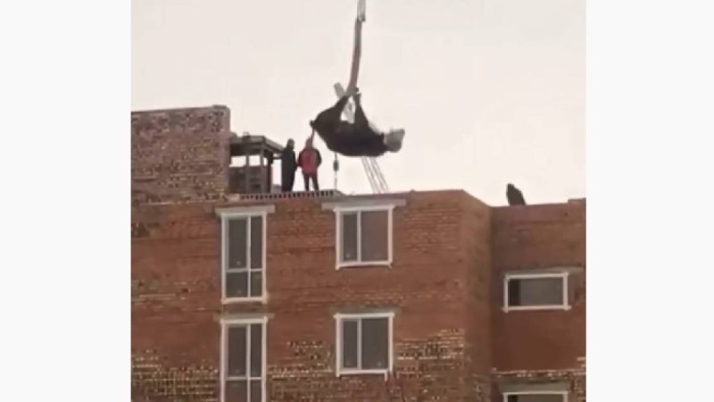 Нұр-Сұлтанда ұшып бара жатқан сиыр видеоға түсіп қалды