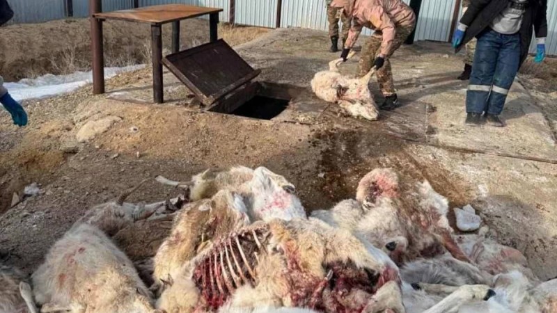 Ұлытау облысында үш мың киіктің өлексесі табылған