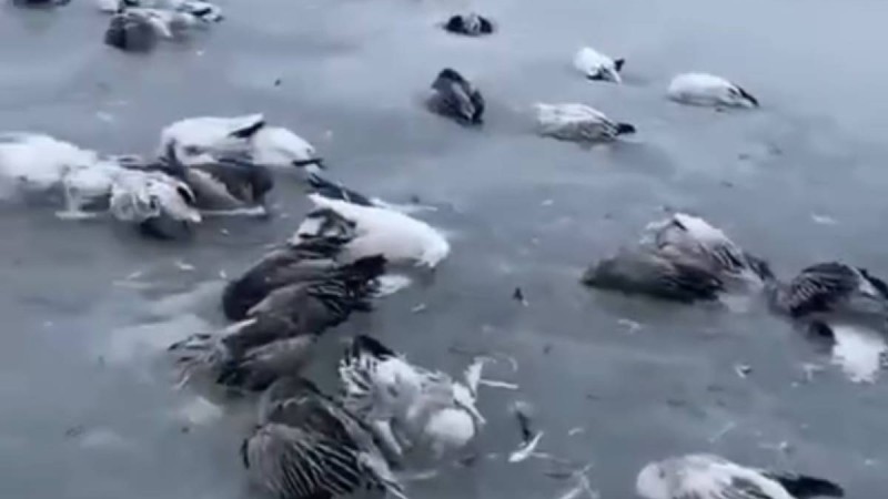 Желіде аяздан құстардың өзен-көлде қатып қалған видеосы тарады(видео)