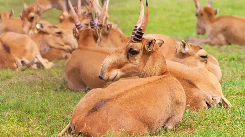 Лицензиясы бар кез-келген аңшыға киік атуға құқық беріп қойдыңыздар – депутат Үкіметті сынға алды