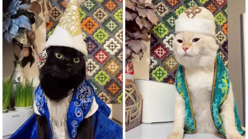 Ұлттық нақыштағы киім киген алматылық мысықтар көпшілікті тәнті етті (ВИДЕО)
