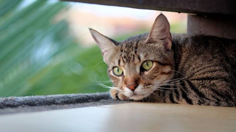 Мысық 9 айлық сәбиді тұншықтырып өлтірді