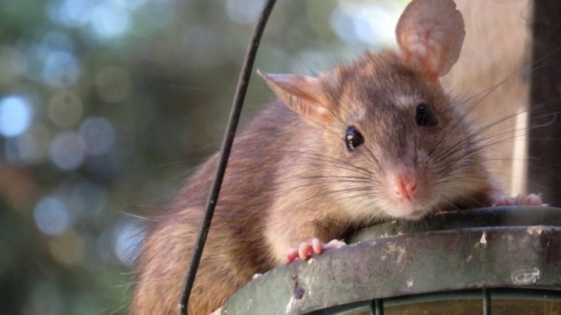 2020 жыл - тышқан жылы: қандай жыл болады және қандай өзгерістер күтіп тұр