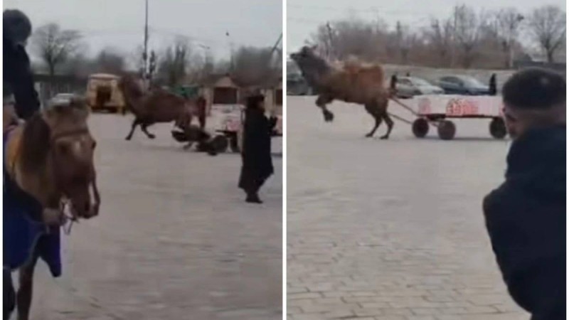 Балқаштағы алаңда мереке кезінде түйе ер адамды таптап кете жаздады (видео)