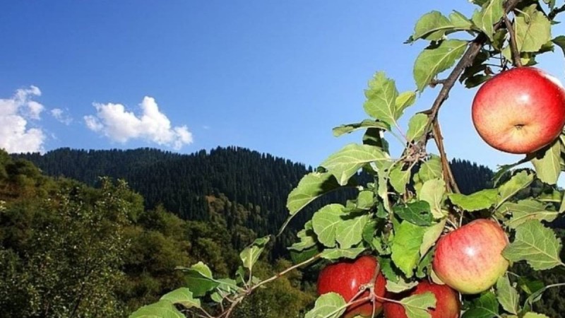 Тоқаев: Алматы алмалары бүкіл әлемге танымал ұлттық брендке айналуы мүмкін