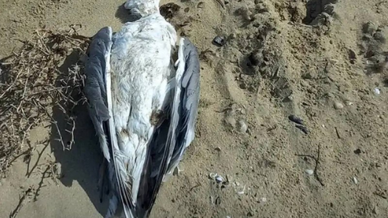Маңғыстауда теңіз жағалауынан табылған құстардың неден өлгені белгілі болды