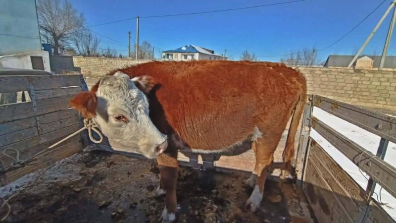 ШҚО-да көлікке сиыр тиеп алған ұры ұсталды (ВИДЕО)