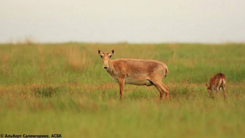 жануарлардың көктемгі санағы кейінге қалдырылды