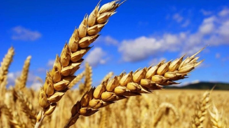 12%-ға қымбаттаған нан бағасының қашан төмендейтіні белгілі болды