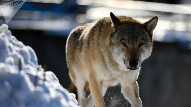елдің батысында қасқыр бөлтіріктері үшін кек алды