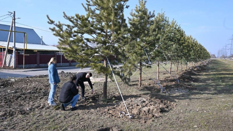 Крупномерные саженцы украсили сквер микрорайона Карасу