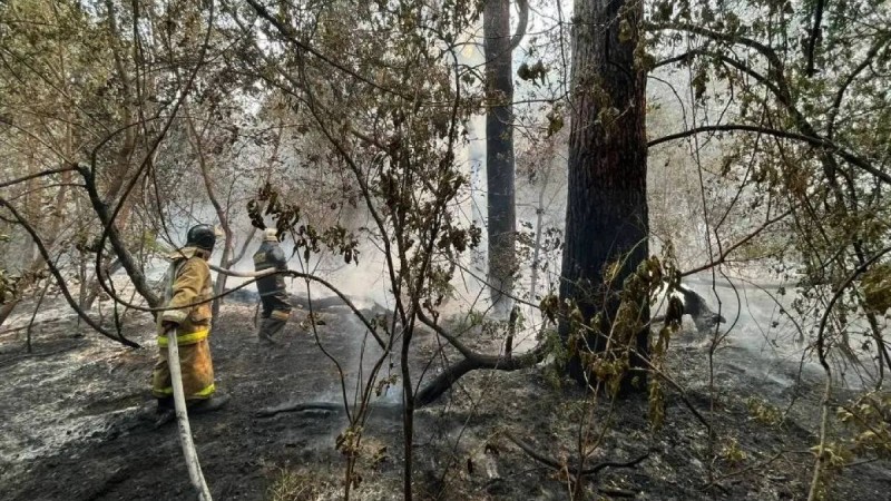 Абай облысында өртенген ағашты өңдеу зауыты салынады – министр