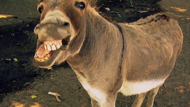 Таразда есіктің сүті сатылып жатқаны рас па