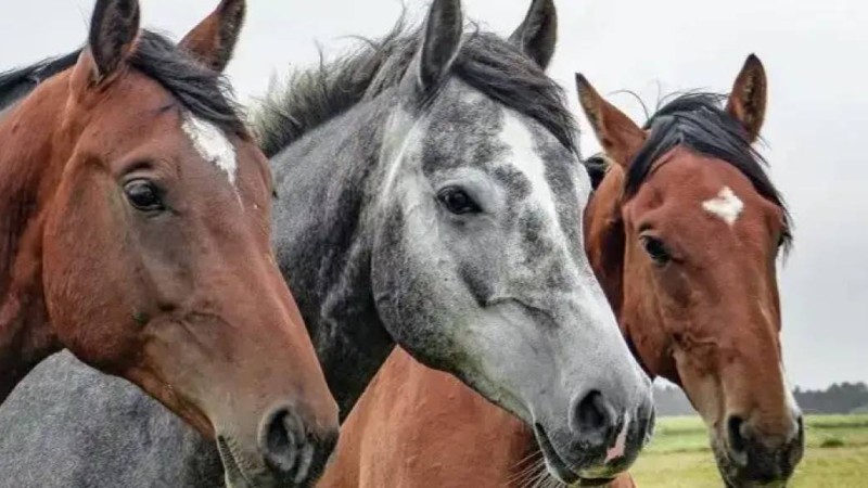 Ақмола облысында жылқылар жаппай қырылып жатыр