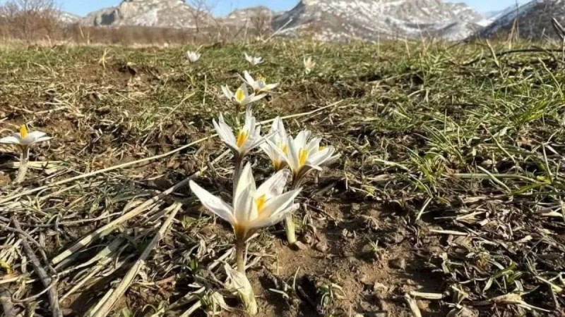 Түркістан облысында бәйшешек бүр жарды