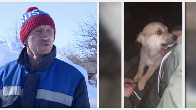 "Адамға көшуі ғажап емес": Нұр-Сұлтанда ер азамат иттің денесін бөлшектеп жеп қойған - Қазақстан жаңалықтары